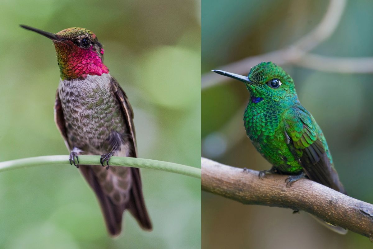 Are There Hummingbirds In Jamaica