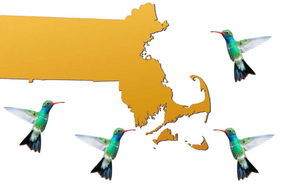 Are There Hummingbirds In Massachusetts -