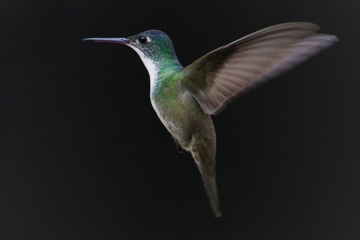 Are There Hummingbirds In Massachusetts