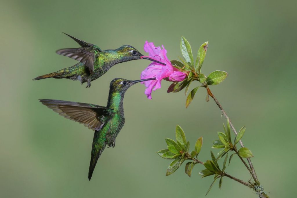 Are There Hummingbirds In Michigan