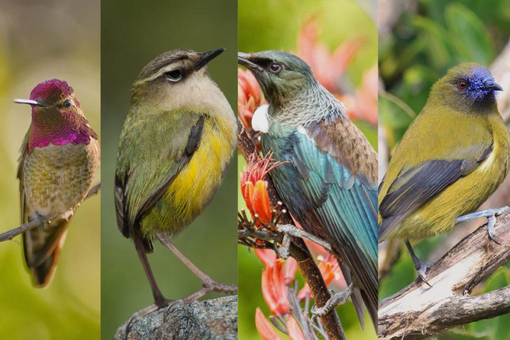 Are There Hummingbirds In New Zealand