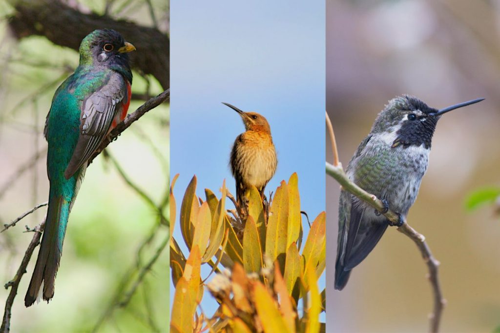 Are There Hummingbirds In South Africa