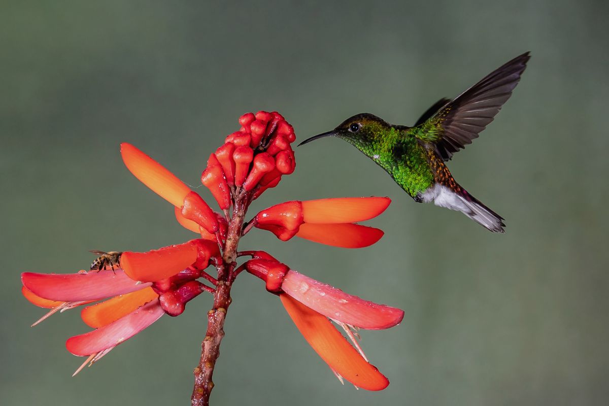 Are There Hummingbirds In Texas