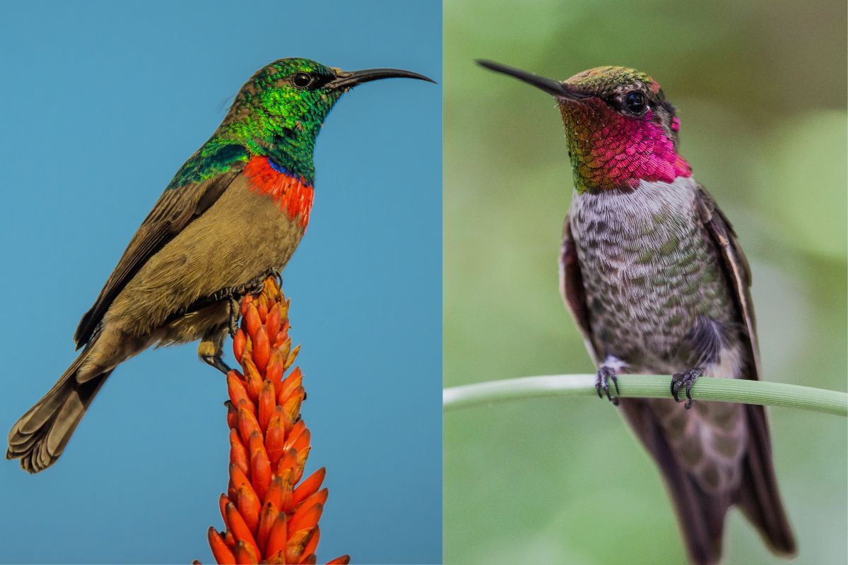 Are There Hummingbirds In Thailand