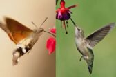 Hummingbird England Are There Hummingbirds In The UK?