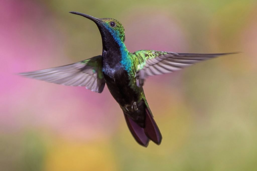 Attracting Hummingbirds to Your Garden