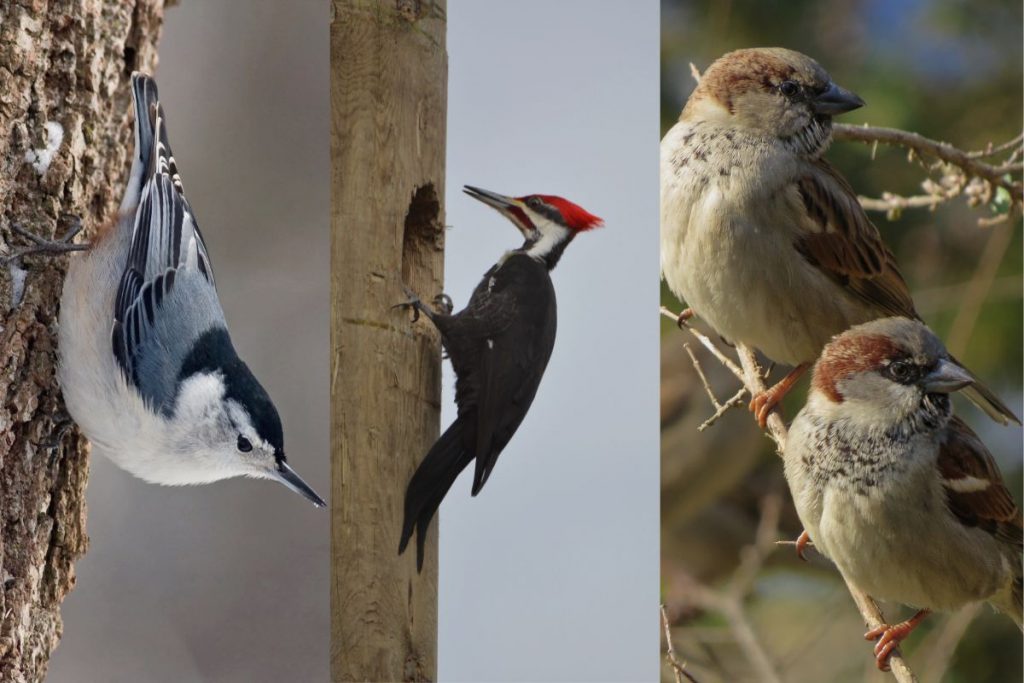 Attracting a Variety of Birds_ Tailoring Your Feeder Location to Specific Species