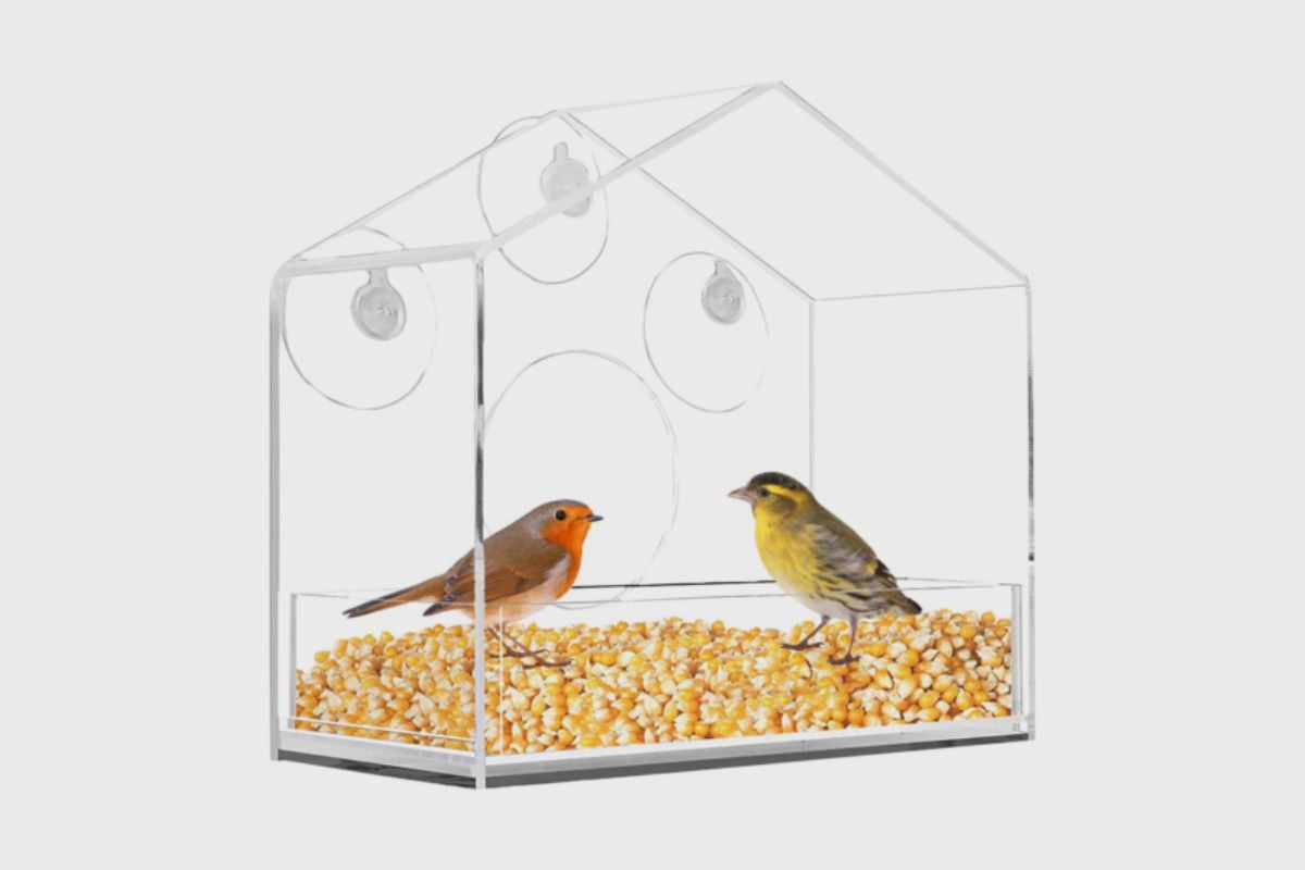 Benefits Of Using A Window Bird Feeder_ Discover the Benefits of Connecting with Nature from the Comfort of Your Home