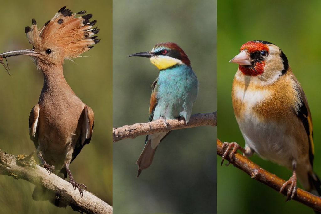 Birdwatching Hotspots in Germany