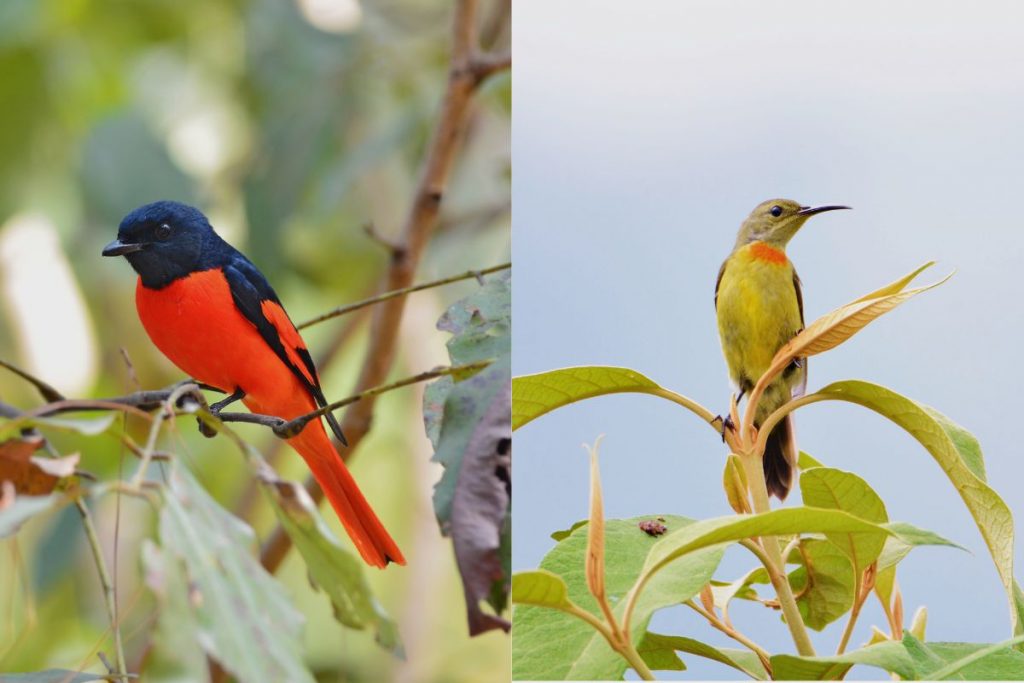 China's Sunbirds and Nectar-Feeding Birds_ A Symphony of Colour and Grace