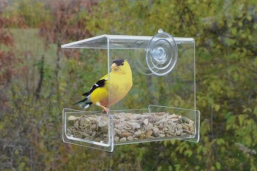 Connect with Nature Without Leaving Your Home