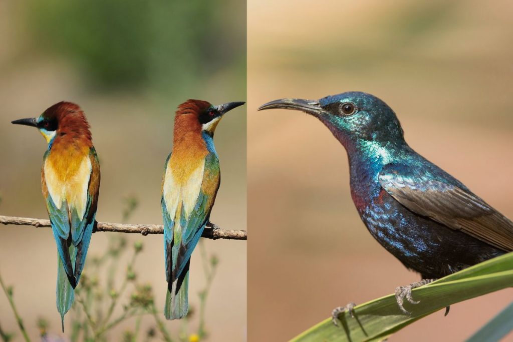 Creating a Hummingbird-Friendly Garden in Greece