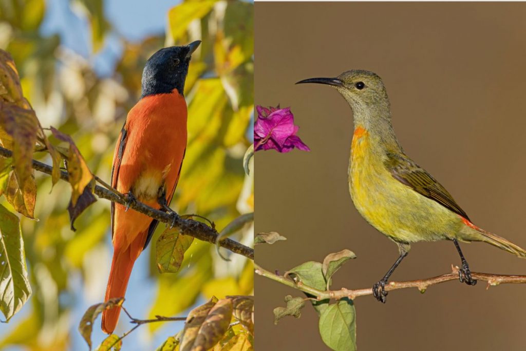 Experiencing the Beauty of Chinese Sunbirds and Nectar-Feeding Birds