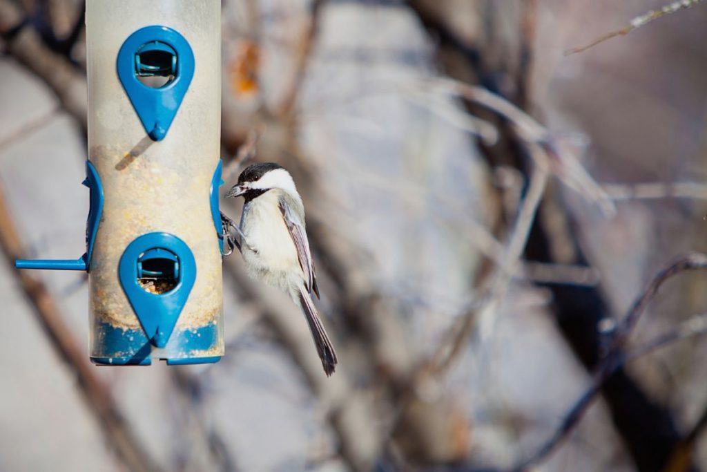 Experimentation and Adaptation_ Fine-Tuning Your Feeder Location Over Time