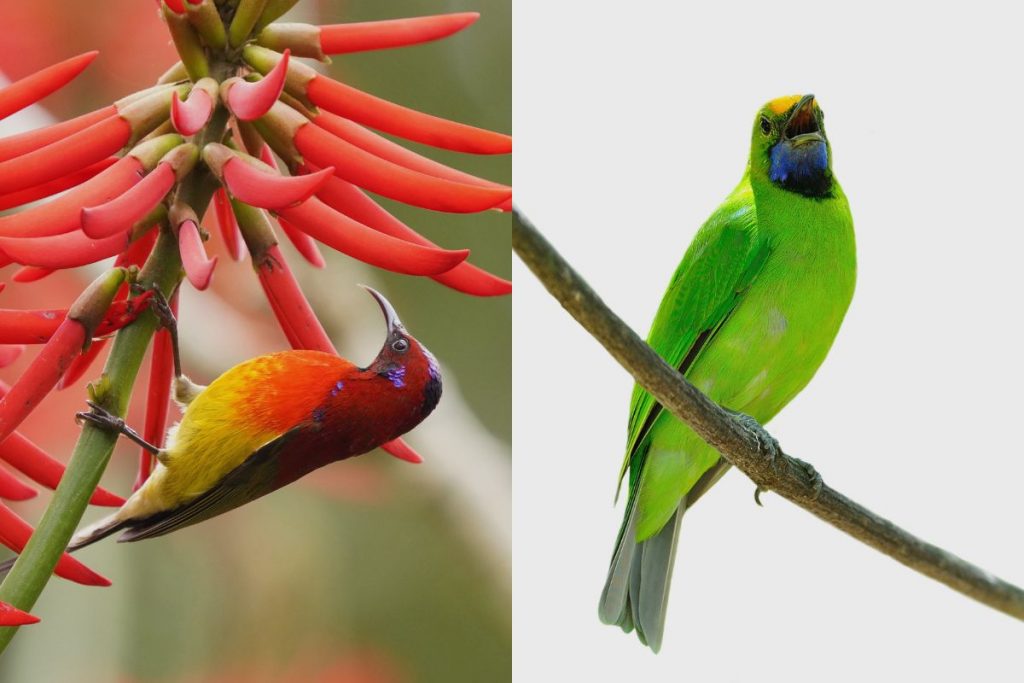 Fascinating Behaviours of China's Sunbirds and Nectar-Feeding Birds