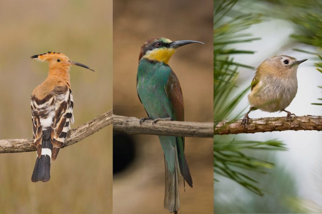 France_s Fascinating Birdlife