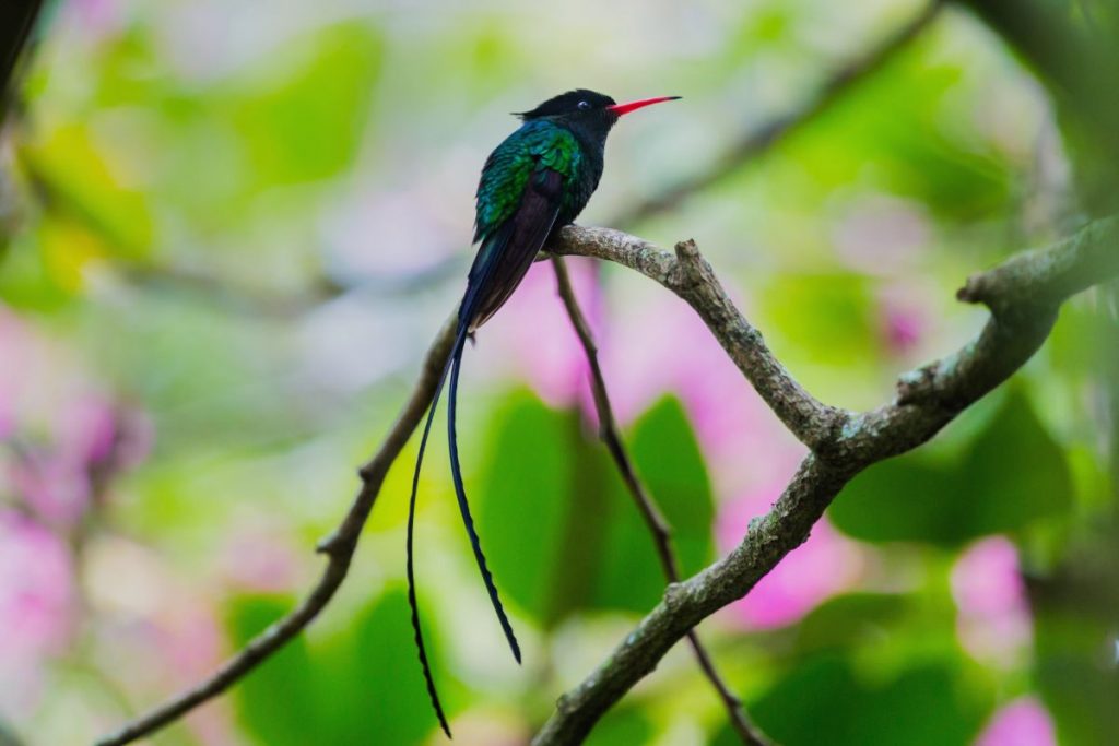 Habitats and Regions_ Where to Find Jamaican Hummingbirds