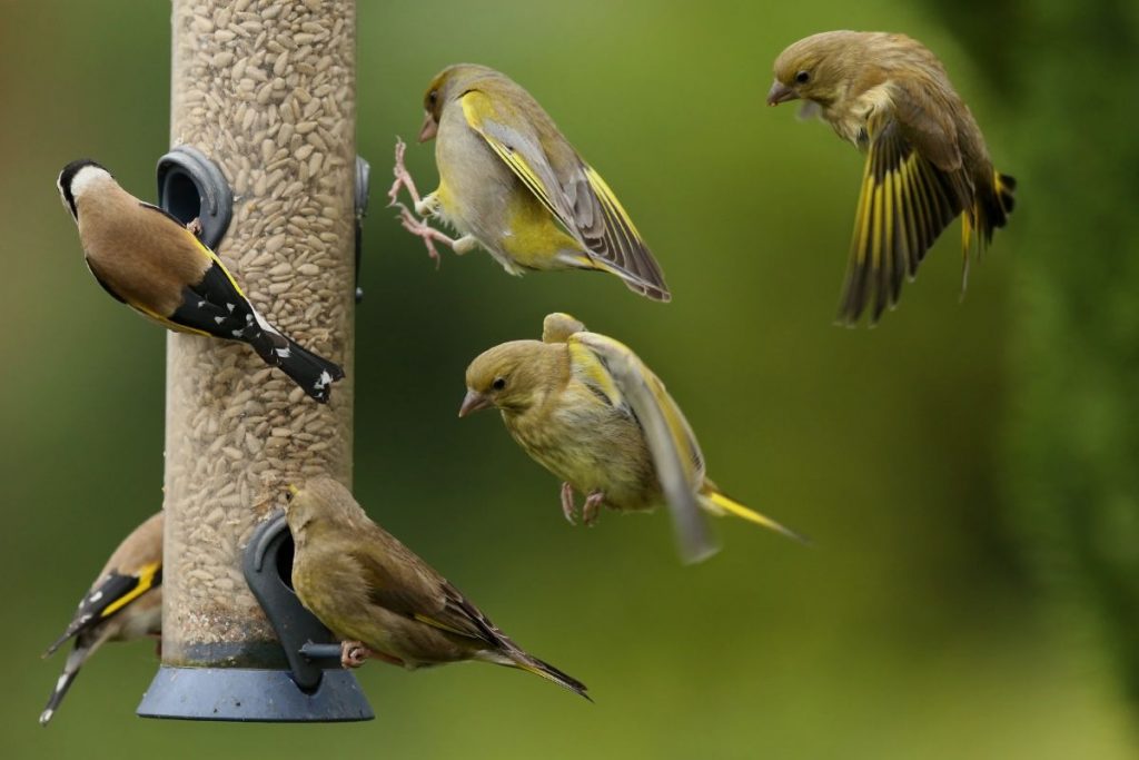 Impact of Squirrel-Proof Bird Feeders on Bird Populations