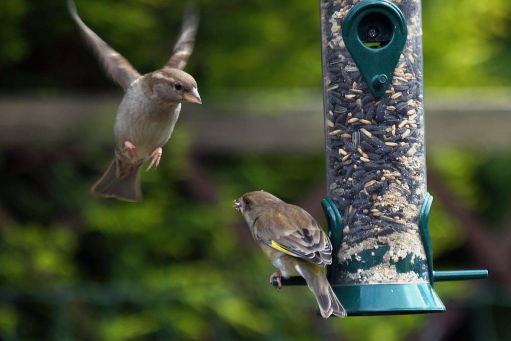 Safety First_ Protecting Birds from Window Collisions