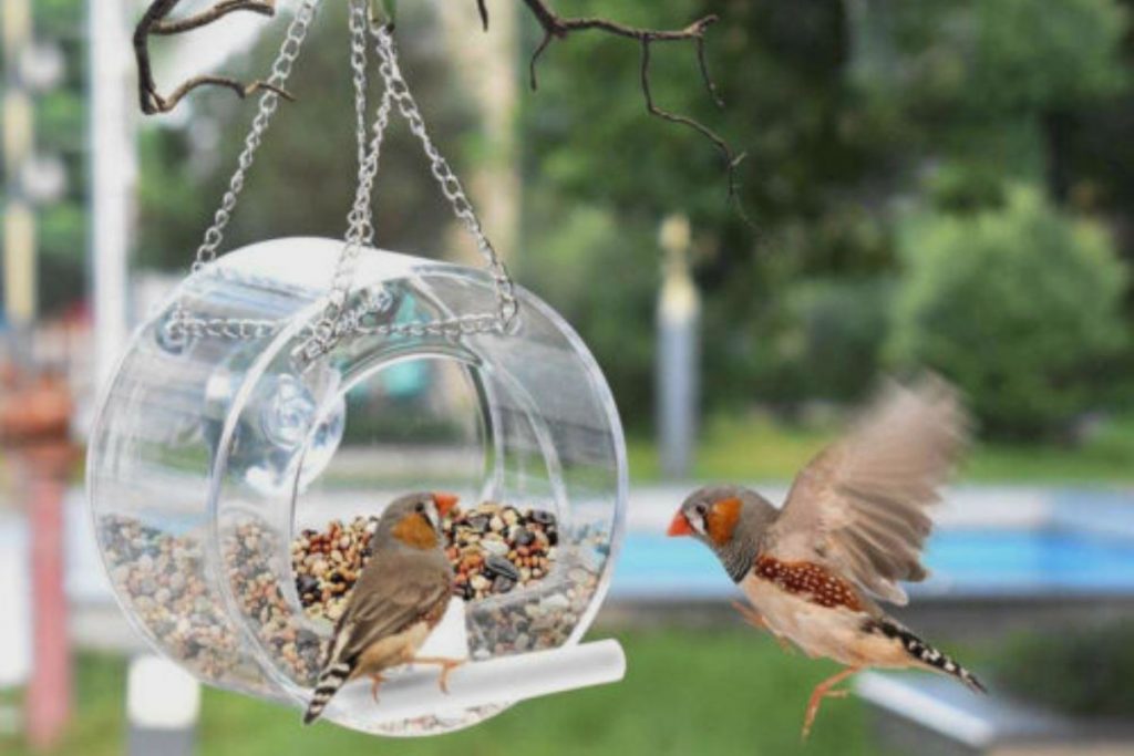 Support Local Bird Populations
