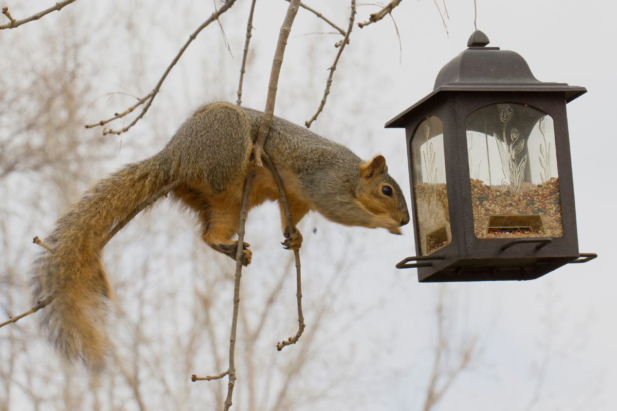 The Ingenious World of Squirrel-Proof Bird Feeders_ A Comprehensive History and Evolution