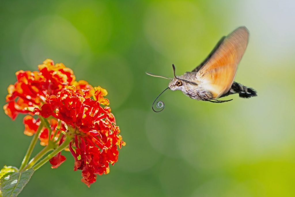 The Intriguing Hummingbird Hawk-Moth