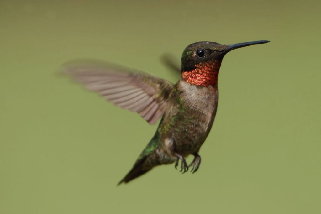 The Ruby-throated Hummingbird_ A Closer Look