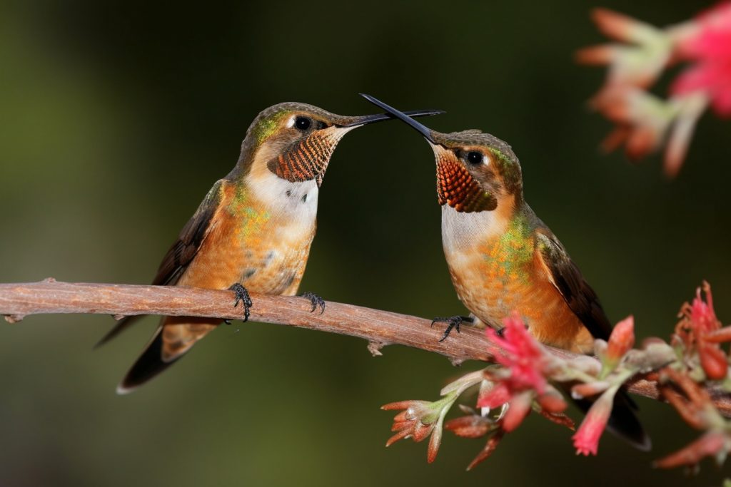 Are There Hummingbirds in Arizona