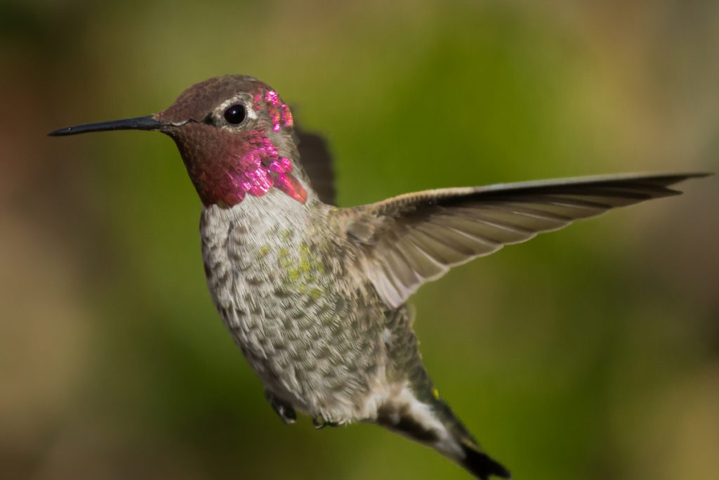 Are There Hummingbirds In Hawaii