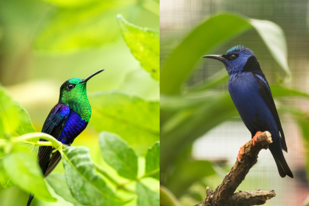 What is the difference between hummingbirds and honeycreepers