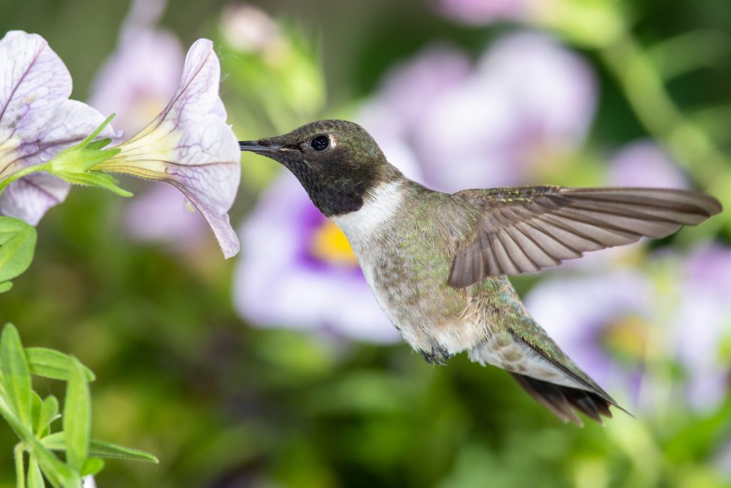 Black-Chinned Hummingbird -