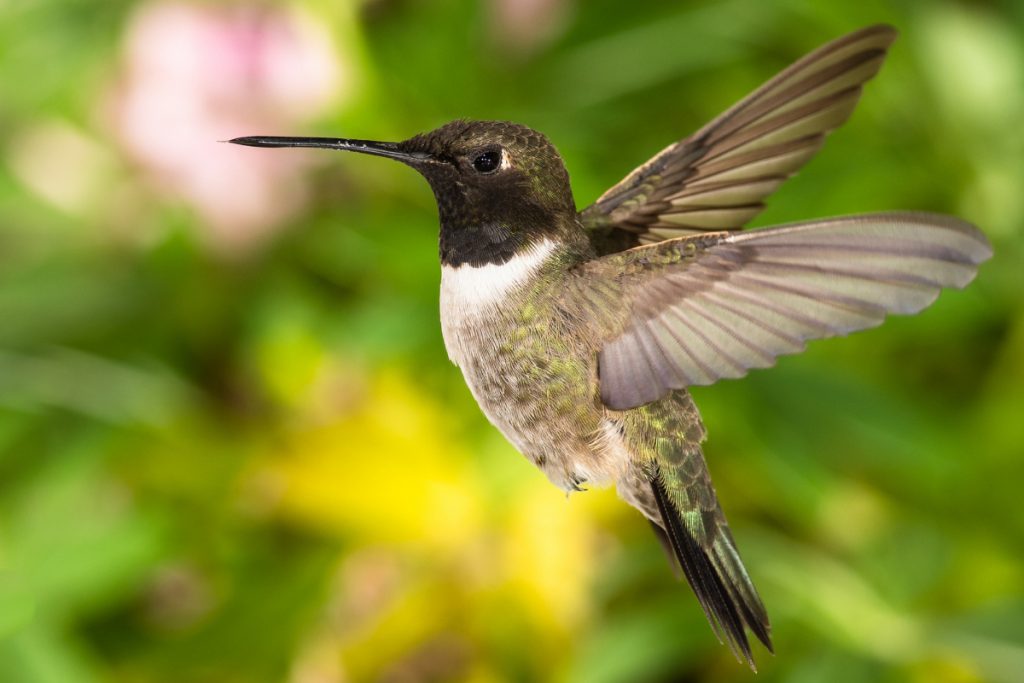 Black-chinned Hummingbird