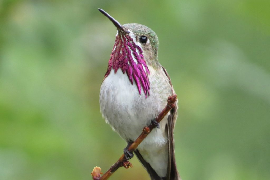 Calliope Hummingbird