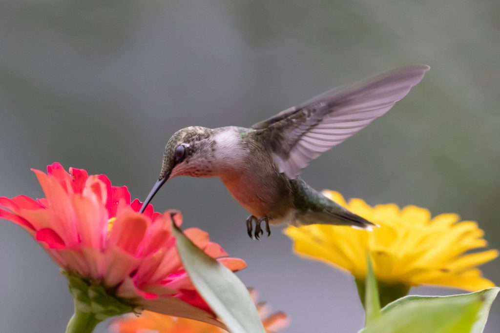 Closeup shot of grey Hummingbird flying over flowers - When Do Hummingbirds Leave Kansas City