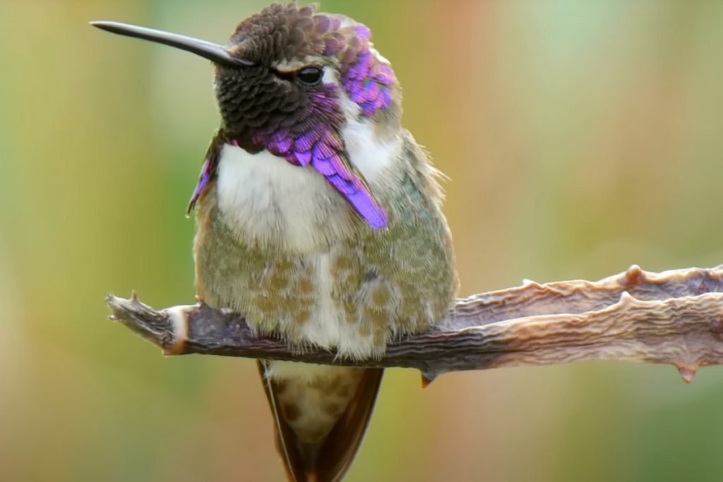 Costa's Hummingbird