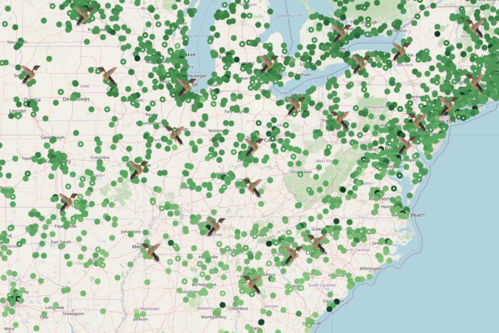 Ruby-Throated Hummingbird’s Spring Migration Route and Timing