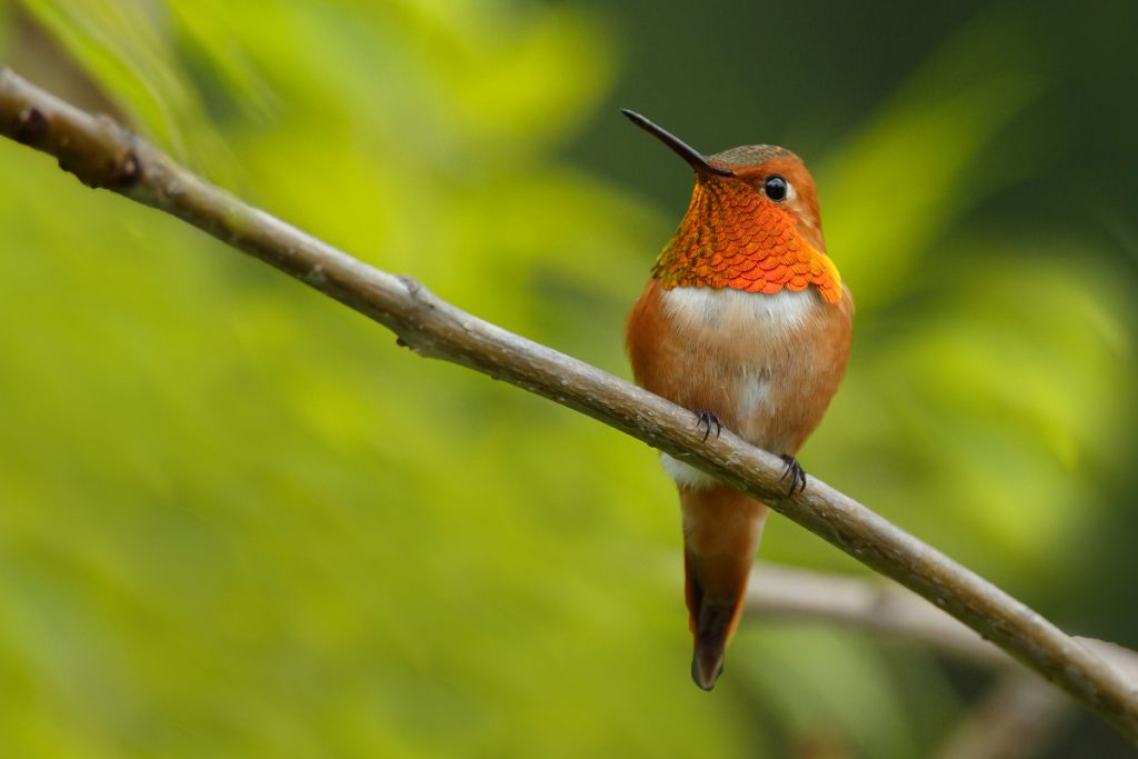 Rufous Hummingbird -