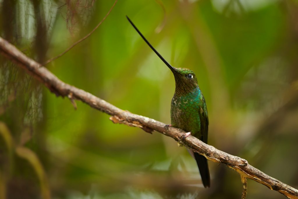 Sword-billed hummingbird