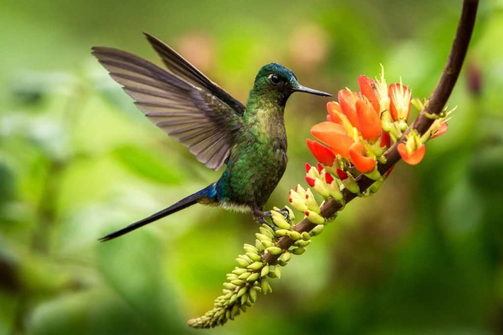When Do Hummingbirds Leave New York -
