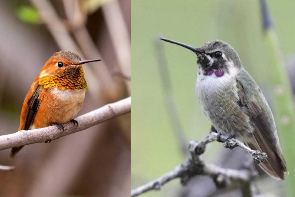 When Do Hummingbirds Leave Oklahoma