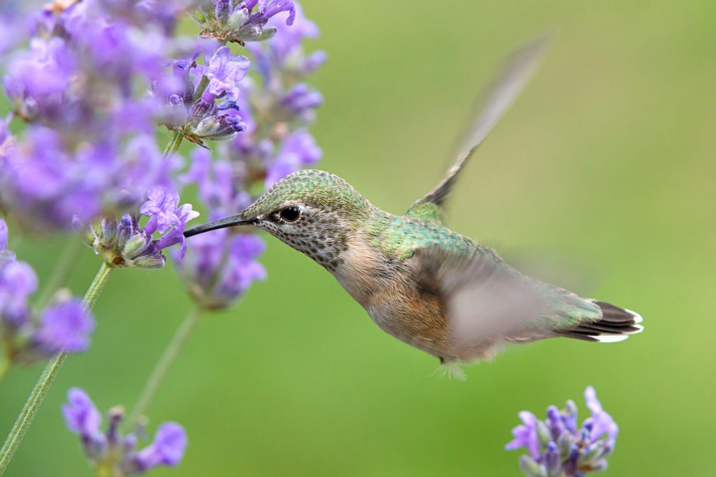 calliope hummingbird - new