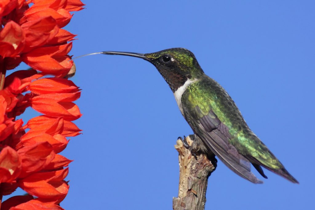 A Daily Dose of Hummingbird Dietary