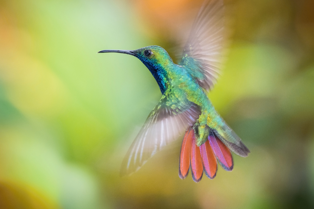 When Do Hummingbirds Leave Louisiana? [2024]