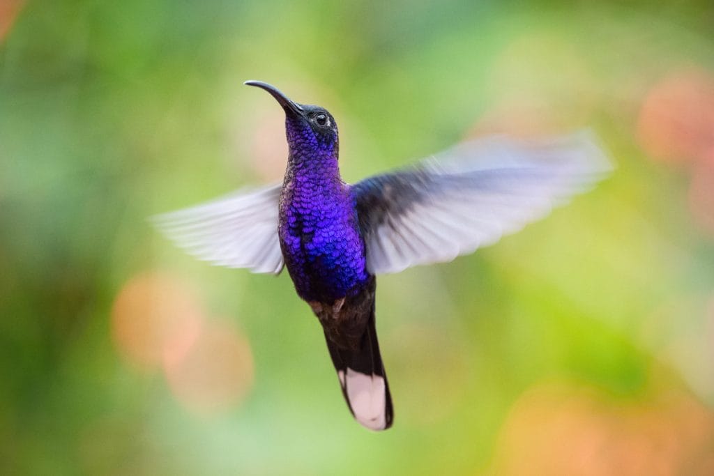 When Do Hummingbirds Arrive In Louisiana