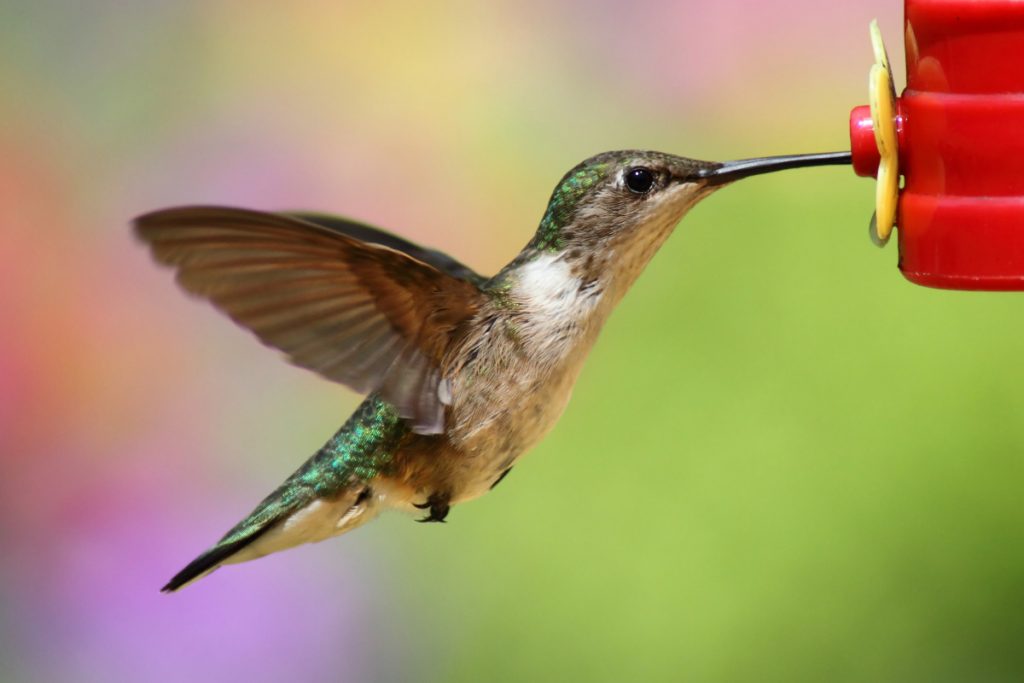 How Can You Attract Hummingbirds in South Carolina
