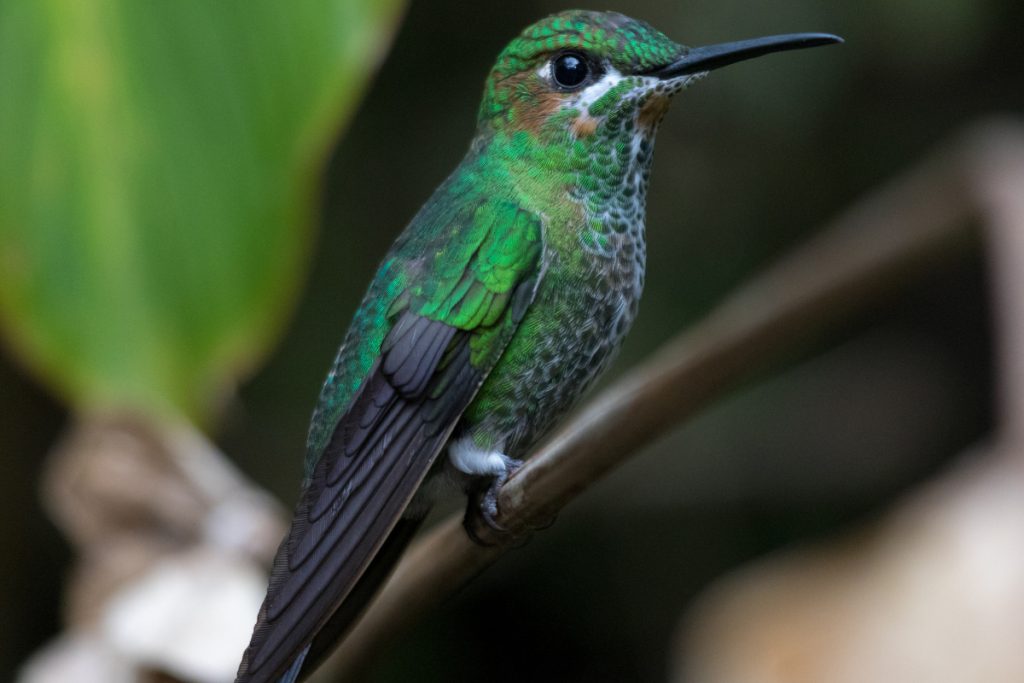 Hummingbird Diet and Nutrition - Key Takeaways