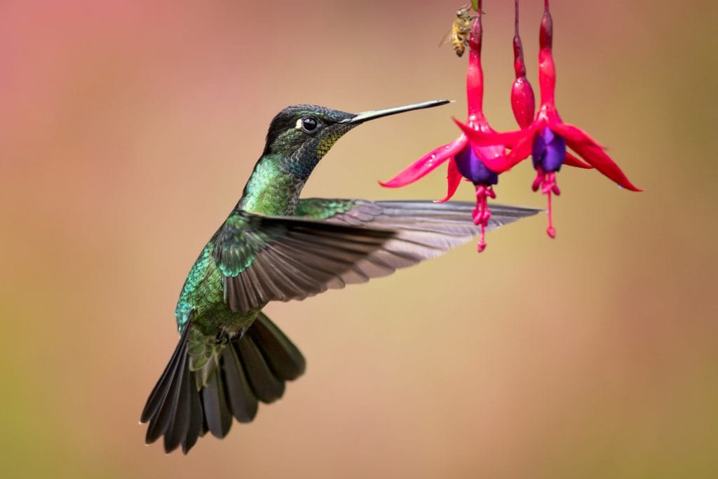 When Do Hummingbirds Arrive In Louisiana