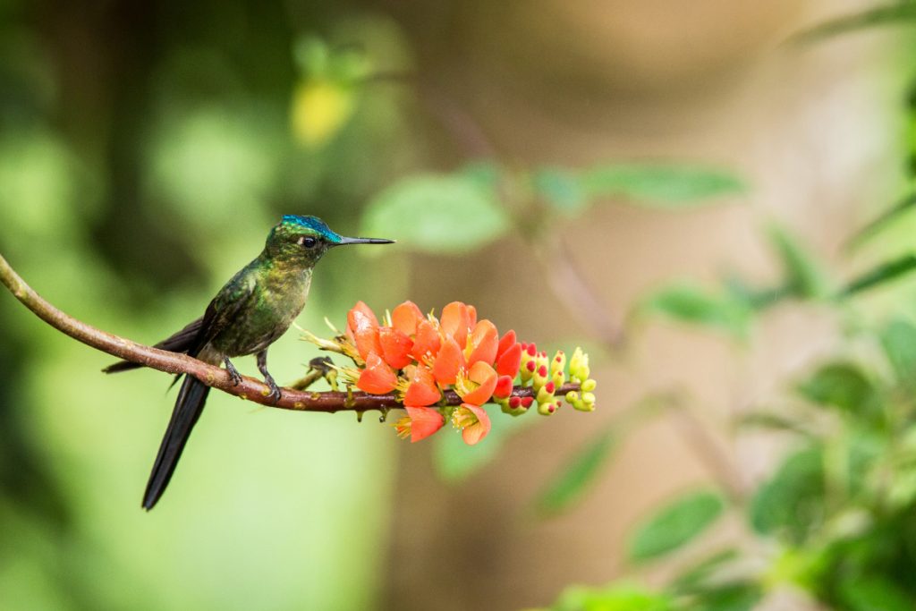 When Do Hummingbirds Arrive In Texas