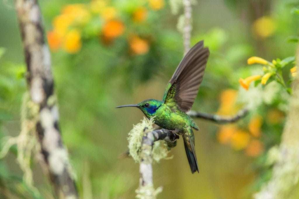 When Do Hummingbirds Arrive In Virginia