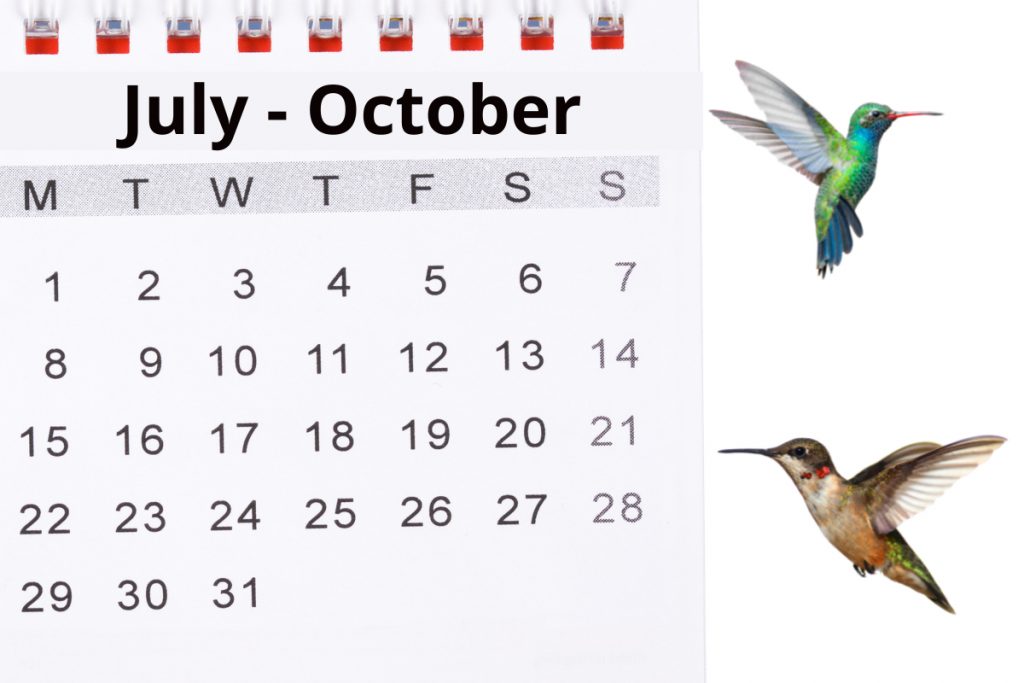 When Do Hummingbirds Leave Colorado -
